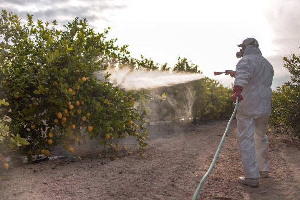 Best Flea Control Services  in Port Arthur, TX