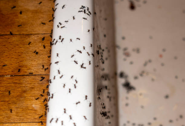 Best Affordable Pest Control Services  in Port Arthur, TX
